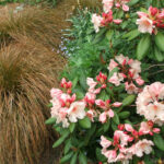 tussock-pink-rhododendron