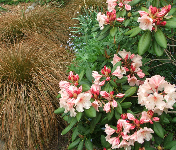 Rododendron ´carex´