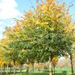 ulmus-minor-cloud-corky