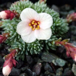 Lomikámen ´peach blossom´ unnamed