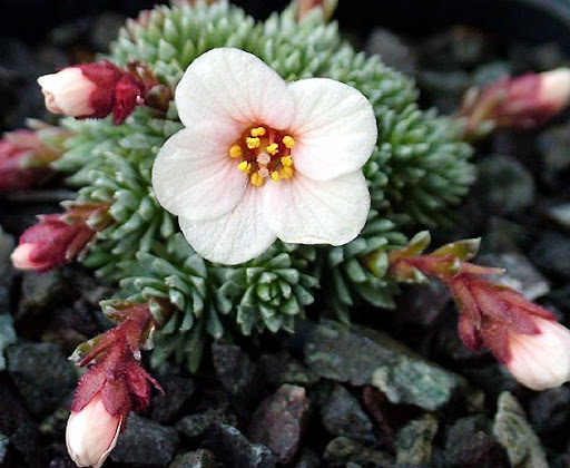 Lomikámen ´peach blossom´