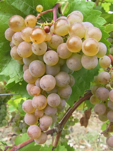 Réva vinná ´malverina´