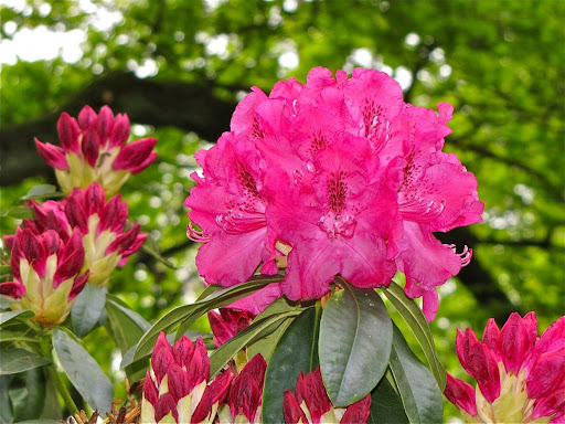 Rododendron ´adalbert´