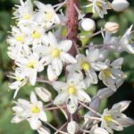 urgineaherb1