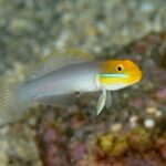valenciennea-strigata-6d5a19f70ec944c8b468eaefdce67048