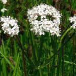 valerianadioicaherb1