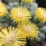 vanheerdeaPrimosii1884_22Flowering-4