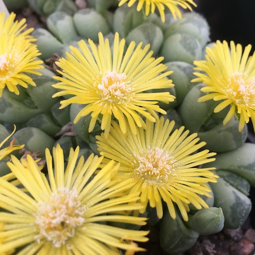Vanheerdea primosii