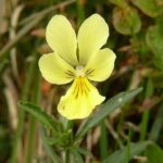 violaluteaherb