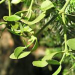 viscumabietisherb6