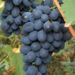 vitis-alden