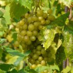 vitis_vinifera_diamant_01