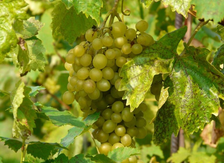 Réva vinná ´diamant´ vitis_vinifera_diamant_01