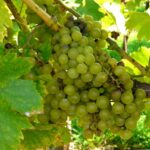 Réva vinná ´muškát moravský´ vitis_vinifera_muskat_moravsky_01