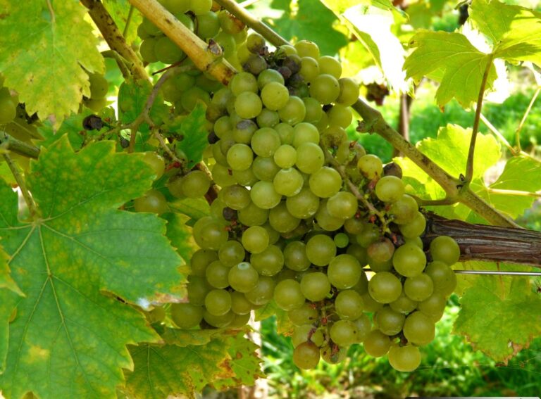 vitis_vinifera_muskat_moravsky_01