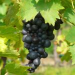 vitis_vinifera_pola_01