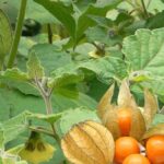 Mochyně pýřitá _vyr_518_53893E59-F55D-4930-98E3-A1DE2ED0D258