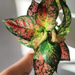 _vyr_dl_329_1_aglaonema-commutatum-schott.jpg.big