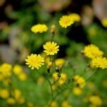 wiesen-pippau-6466017_1280