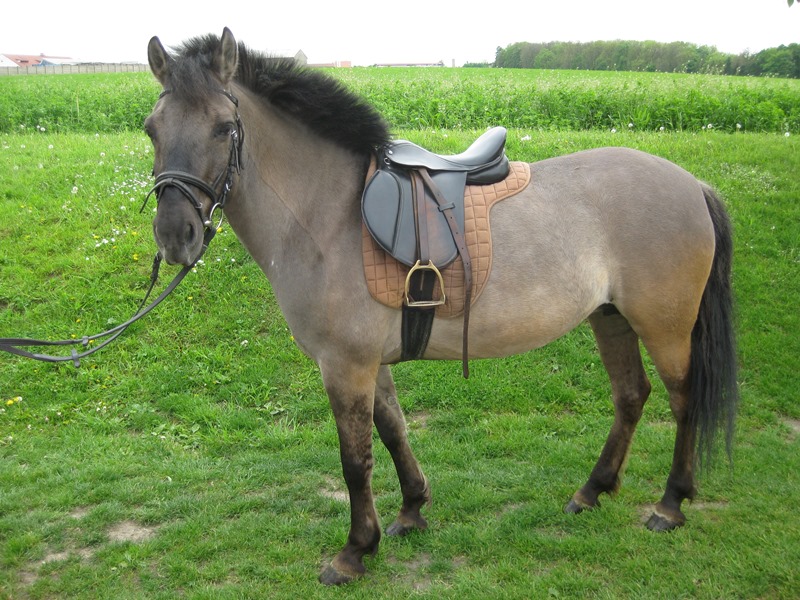 Huculský kůň