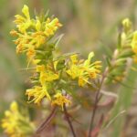 zahorankaherb1
