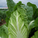 zeli-pekingske-hilton-brassica-pekinensis-semena-100-ks.jpg