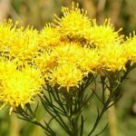 zlatovlasekherb