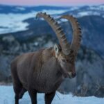 003_Wild_Alpine_Ibex_Sunset_Creux_du_Van_Mont_Racine_Photo_by_Giles_Laurent