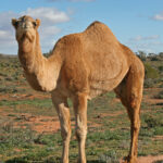 07._Camel_Profile,_near_Silverton,_NSW,_07.07.2007