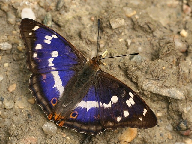 Batolec duhový