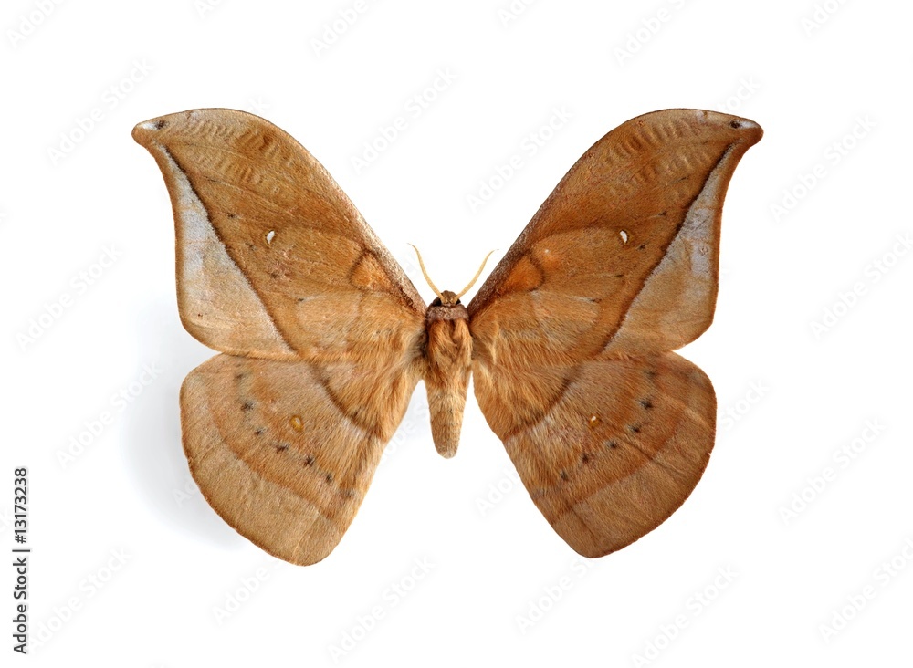 Antheraea alleni