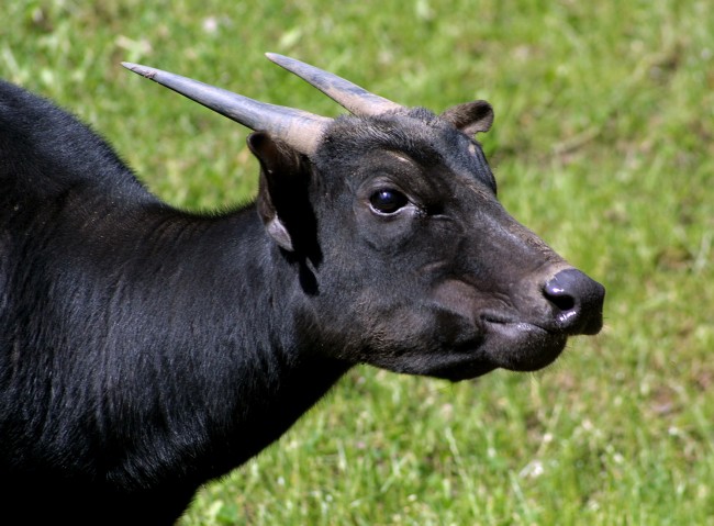 Anoa nížinný
