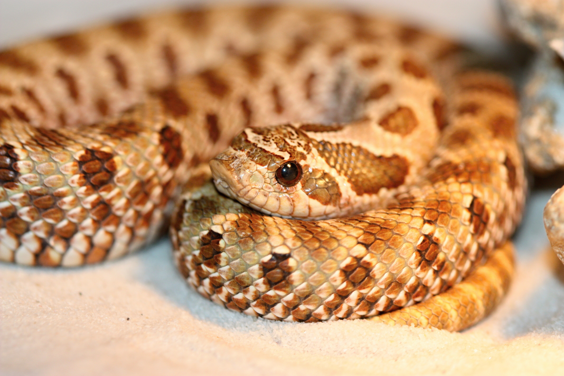 Heterodon nosatý