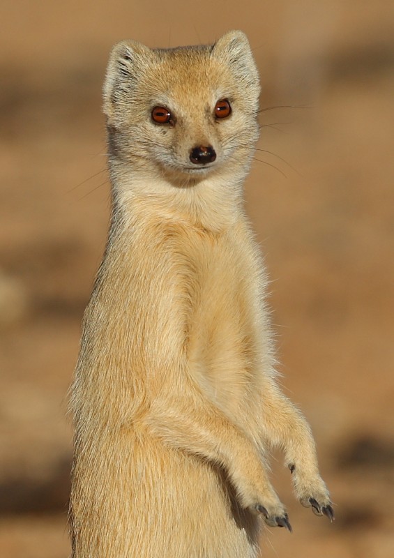 Mangusta liščí