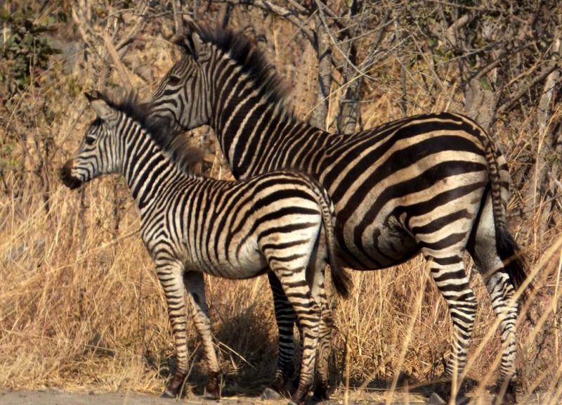 Zebra böhmova