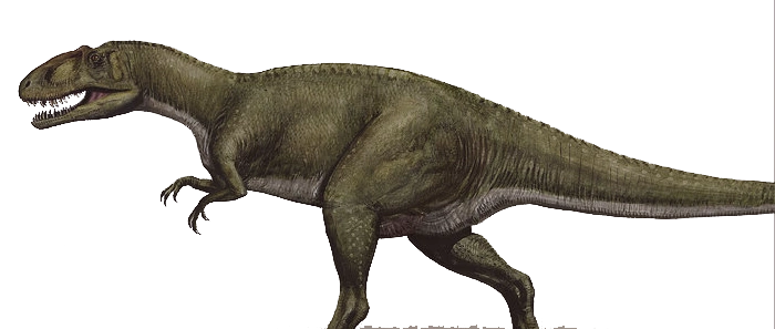 Sinraptor