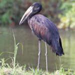 1200px-African_openbill,_Zimbabwe,_crop