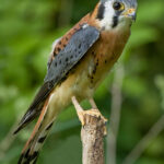 1200px-AmericanKestrel02