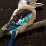 1200px-Blue-winged_kookaburra_arp