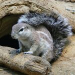 1200px-Borstenhörnchen_060319_4