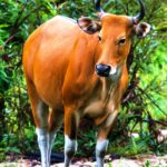 1200px-Bos_javanicus,_(wild)_Banteng_-_Huai_Kha_Khaeng_(edit)