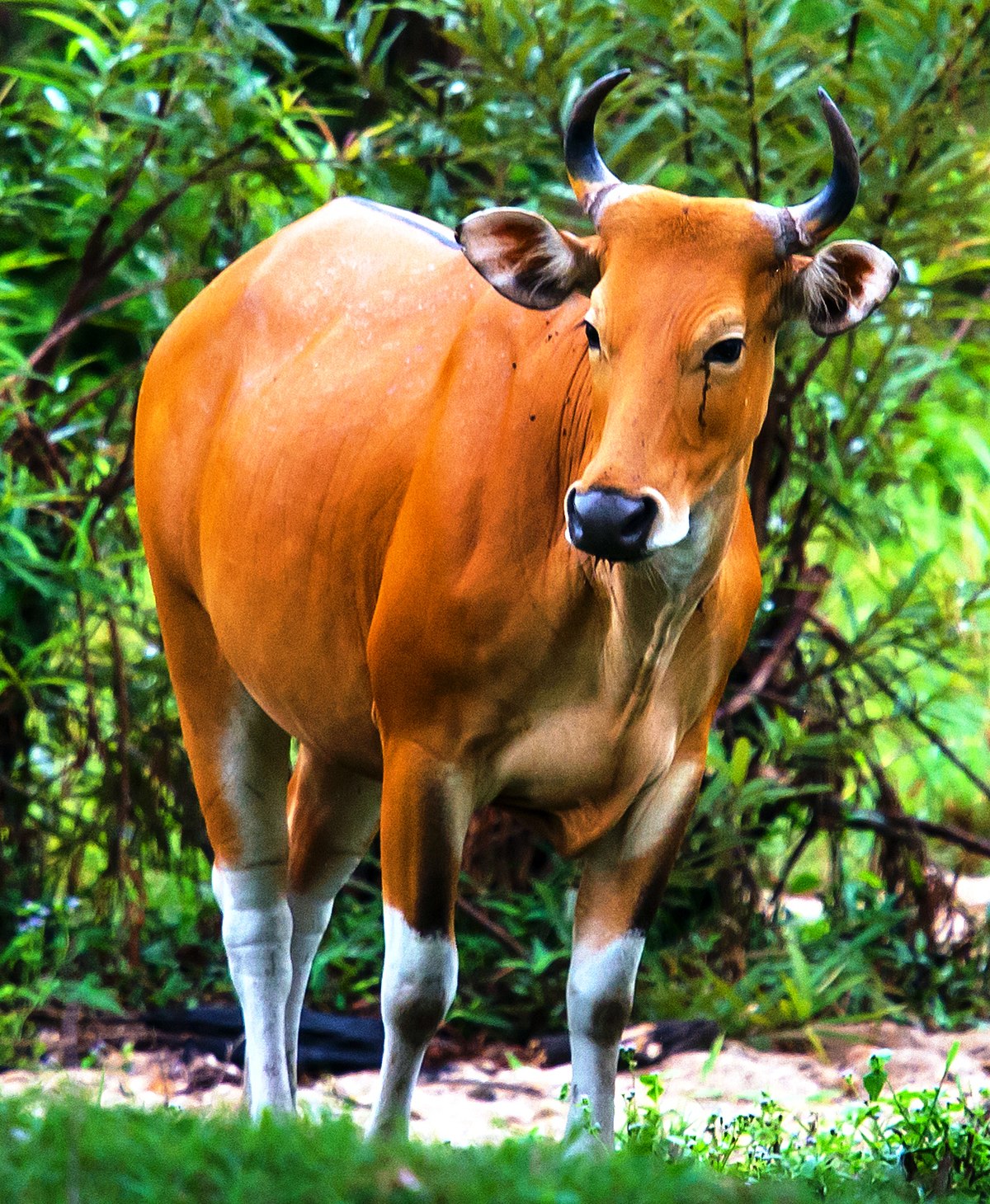 Banteng