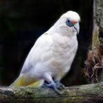 1200px-Cacatua_pastinato_-Blackpool_Zoo-8a