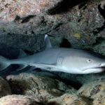 1200px-Carcharhinus_albimarginatus-shark