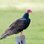 1200px-Cathartes_aura_-Bonito,_Mato_Grosso_do_Sul,_Brazil-8