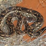 1200px-Dumeril’s_Madagascar_ground_boa_(Acrantophis_dumerili)_male_Reniala