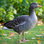 1200px-Greylag_Goose_-_St_James’s_Park,_London_-_Nov_2006