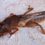 1200px-Gryllotalpa_gryllotalpa_vorne-oben