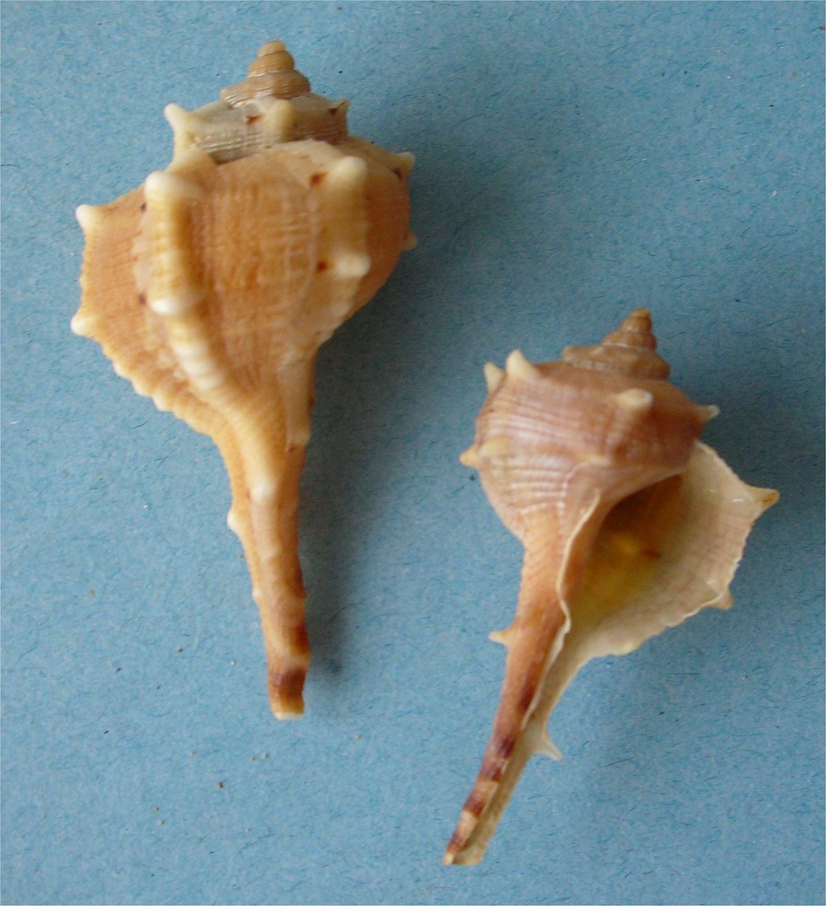 Ostranka jaderská
