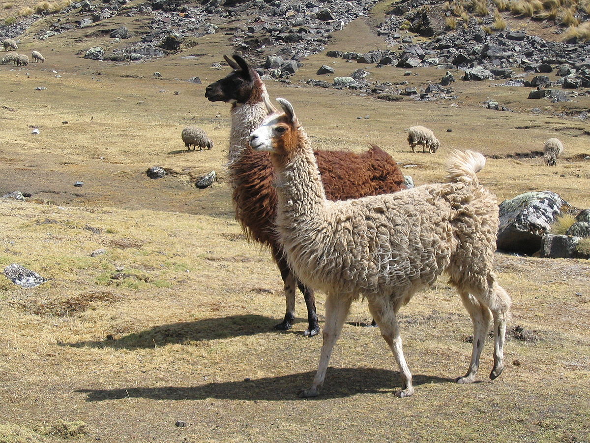 Lama krotká
